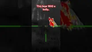 Mean old boar gets dealt with  #rixoptics #rixrixnv #shorts