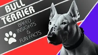 Bull Terrier | Breed Insights and Fun Facts