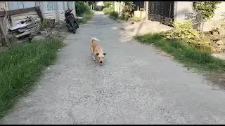 short dog on the street | 