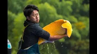 Modern Koi Blog 