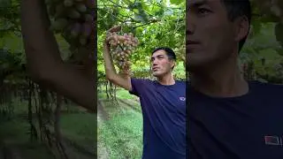 Дубовский розовый.￼