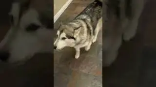 Alaskan Malamutes Always get Involved #alaskanmalamutes #malamutelovers #adogslife