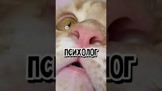 Теперь и коту нужен психолог😹...