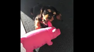 Puppy's First Night Home!