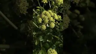 5557 51455