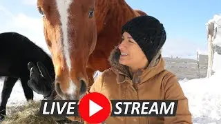 Monthly Live Quebec Homestead Chat