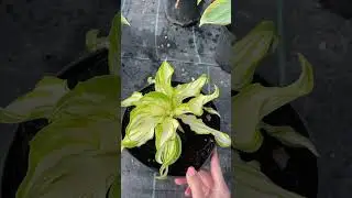 Хоста ЗКС 500₽ (концентр 3 литра) 