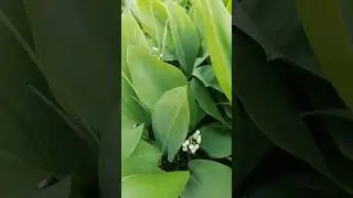 #доброеутро ☕🌱ландыши