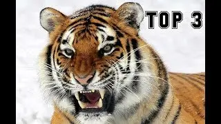 TOP 3: OS MAIORES FELINOS DO MUNDO!