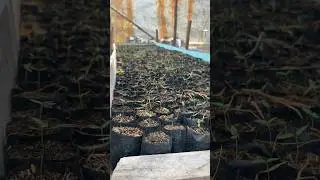 Umur cabe 13 hari. #pertanian #miliarder #petani #kebunhutan #hutankalimantan #berkebun #panen