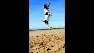 Dogs Are amazing  Part 2  - E-Series