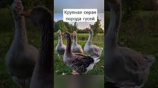 Крупная серая порода гусей #гуси#птицеводство#птичник#гуси#породыгусей#крупнаясераяпородагусей