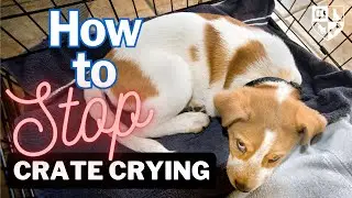 Stop Puppy Crate Crying and Teach Your Pup to Love Naps