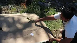 SHADING ROOTS IN THE GARDEN CUZ IT'S HOT OUTSIDE 🥵🔥