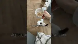 She still meows in the same way from time to time, she didn’t lose this meeeeeoooooow🤣 #cat #kitten