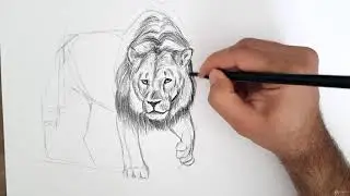 Karakalem Aslan Çizimi | Leon Drawing