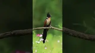 paradise flycatcher