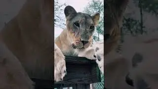 Boops!
