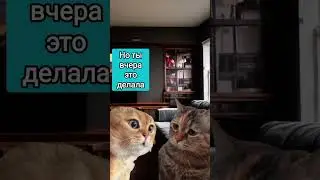 Что будешь делать? #животные #animal #animals #мем #мемныекоты #котыговорят #анекдот #коты #кот #pet
