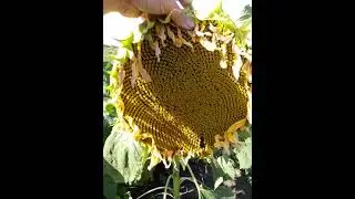 свои семена подсолнуха