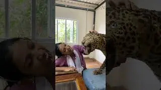 short tiger Ooty gudalur #tiger #YouTube channel subscribe #love +Subscriptions ponnus world nbr