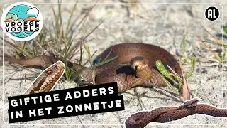 Adders zijn aan het zonnen | Zelf Geschoten | Vroege Vogels