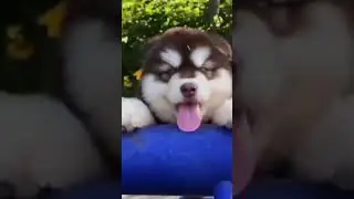 Dogs Breeds: Now Vs Then😲 