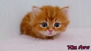 Roliga Djur Videor För Barn Söt Kattunge Roliga Katt Videor Youtube Roliga Djur Videor