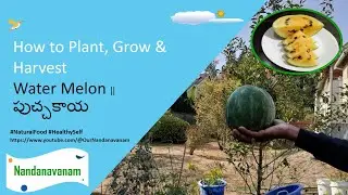 How to Plant, Grow & Harvest Watermelon || పుచ్చకాయ 🍉🍉🍉
