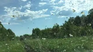 24.06.18 Тучи бабочек