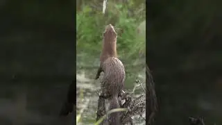Малер и норка.