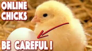 Ordering Chickens Online | 5 Most IMPORTANT Factors | Top 4 Hatcheries