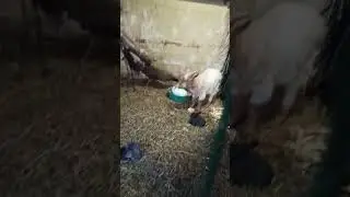 Жених😂👍🦚❤🦚