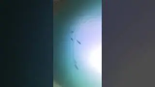 Perch,underwater 