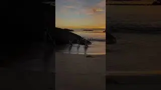Boulders Beach | Penguins 🐧 love #viral #newshorts #subscribe #penguin #funny #booknow