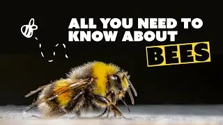 Fascinating Life Span of Honey Bees | Honey Bees