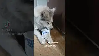 хаски Альма #dog