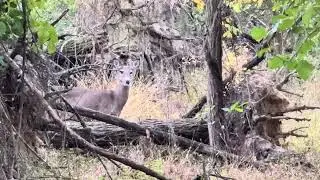 iPhone Super Zoom