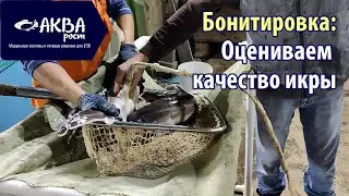 Как происходит бонитировка осетров в УЗВ