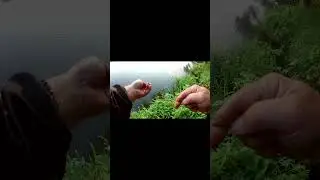 Шустрая ЗУБАСТАЯ попалась на живца. Ловля ЩУКИ на живца. Рыбалка на Оке. #рыбалка #fishing #щука