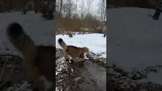 Преодолеваем водные препятствия.🐯