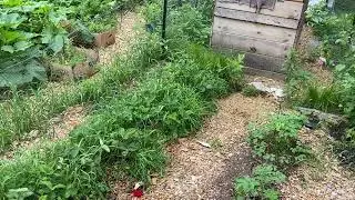 Multiplying Strawberries