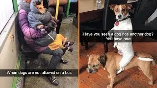 Funniest Dog Snapchats Ever Part 2