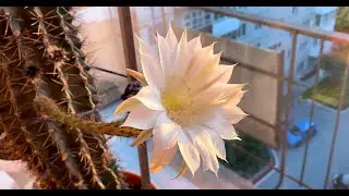 КАКТУС офигел ЦВЕТЁТ цветёт цветёт цве....:))/CACTUS ofigel blooms blooms blooms blooms.....:))