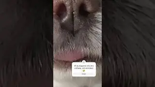 #funny #юмор #cat #тикток