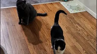 all three kitties playing with the red dot ft. tom being a nasty bully