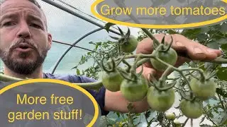 Free mulch | FREE FRUIT | free compost material | TOMATO GROWING TIPS