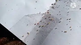 Лучший способ лечения пчёл от варатоза