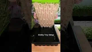 Soil Free Pea Microgreen Roots: Comparing Three Tray Setups with NO MEDIUM! 🌱🔍