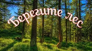 Берегите лес